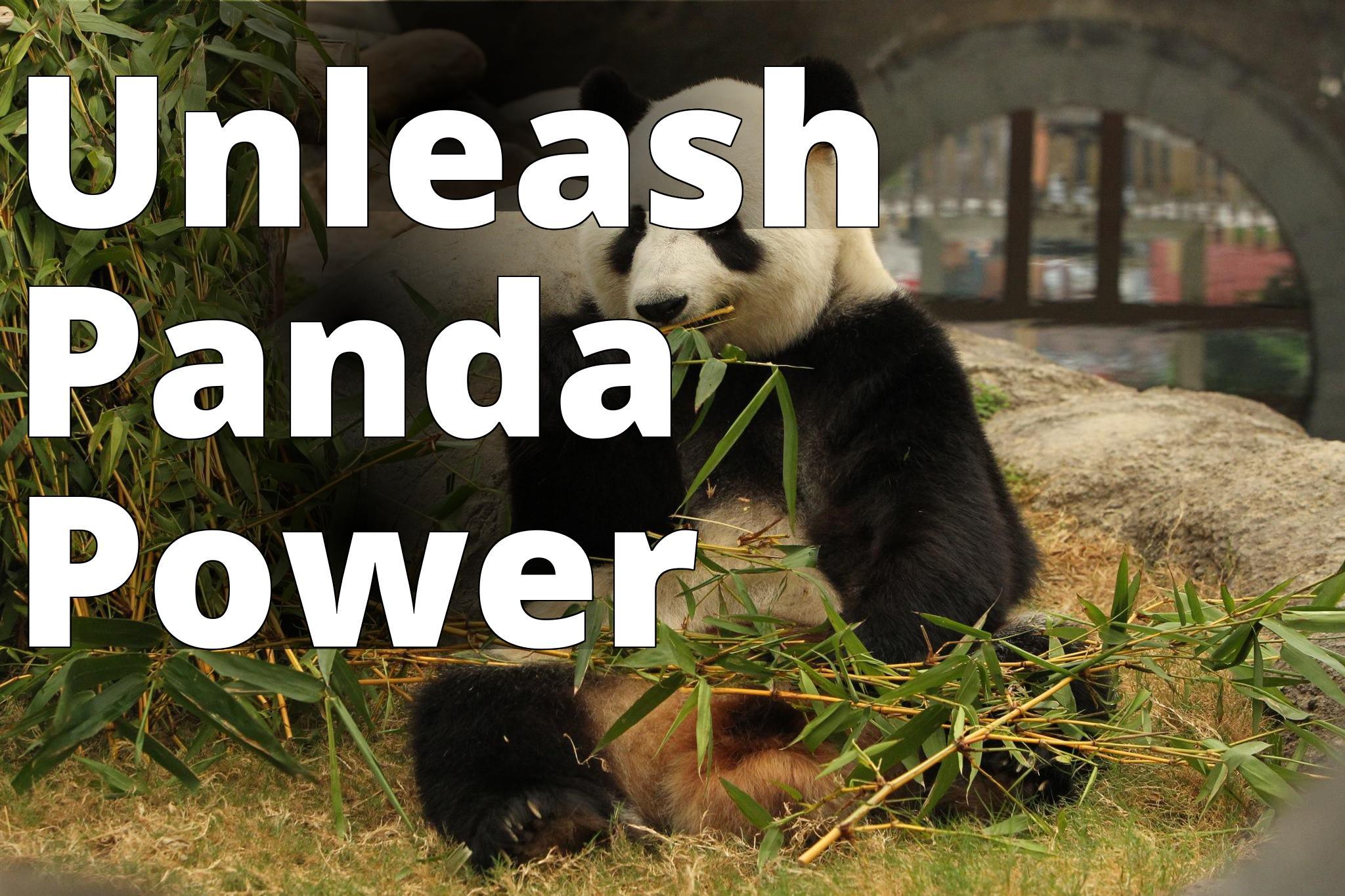 Amazing Asian Animals - Panda Ying Ying - a panda eating bamboo