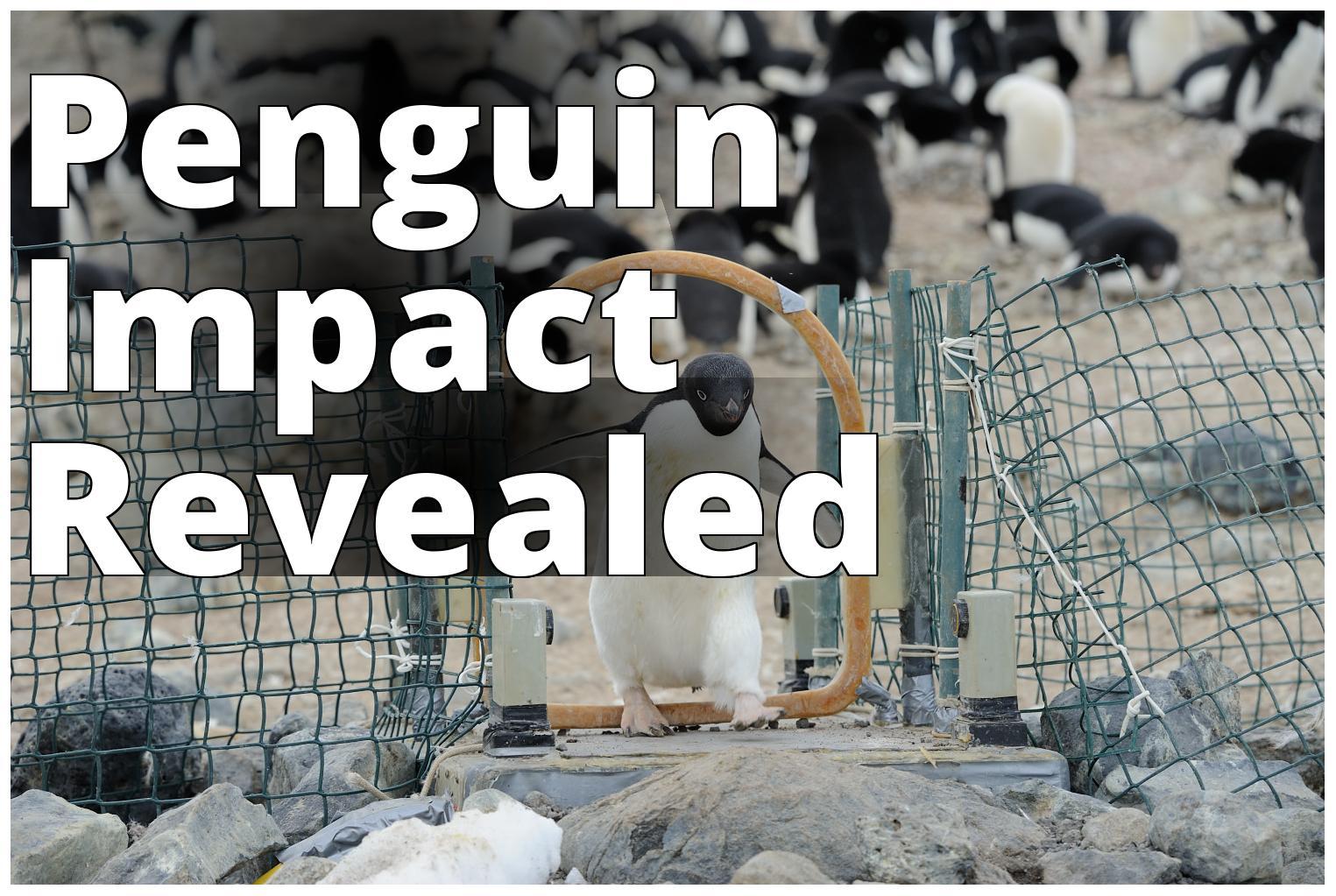 Automated weighbridge for Adélie penguins - journal.pone.0085291.g002 - a penguin is standing on a r